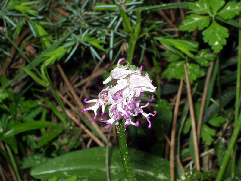 Orchis simia