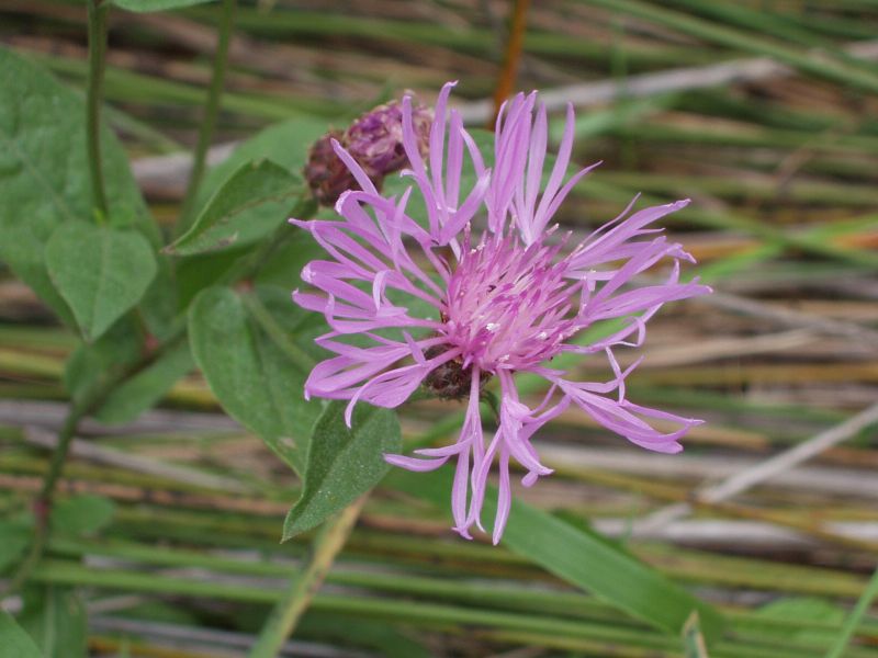 Centaurea nigrescens