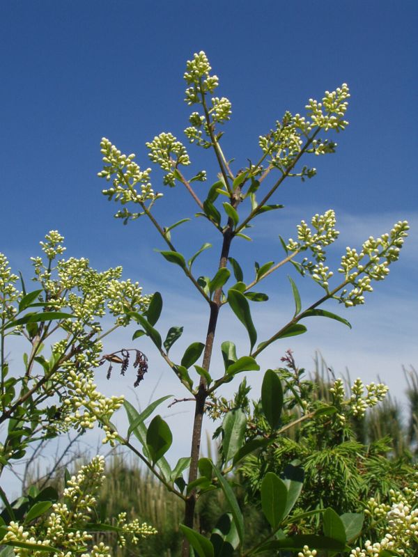 Ligustrum vulgare