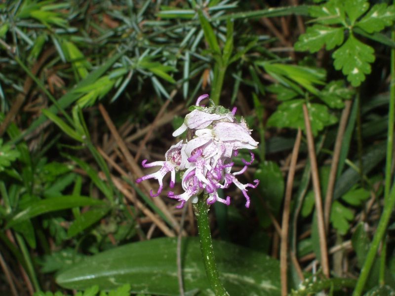 Orchis simia