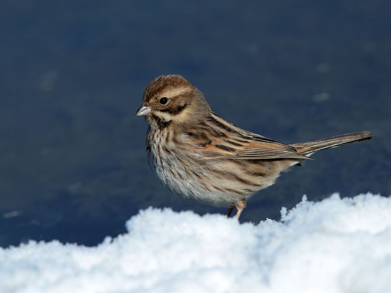 Passeriforme nella neve