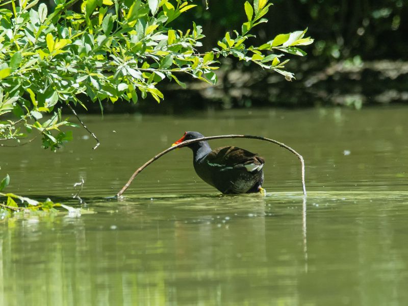 Gallinella d'acqua