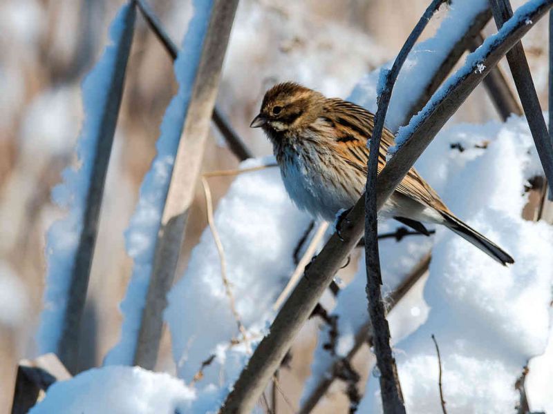 Passeriforme tra la neve