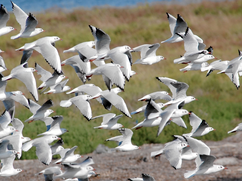 Volo di gabbiani